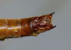 Austrotipula hudsoni