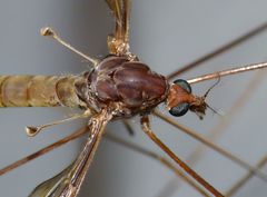 Austrotipula hudsoni