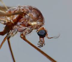 Austrotipula hudsoni