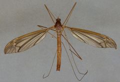 Austrotipula hudsoni