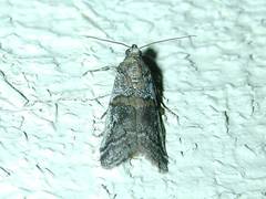 Acrobasis comptella