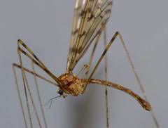 Austrolimnophila lambi