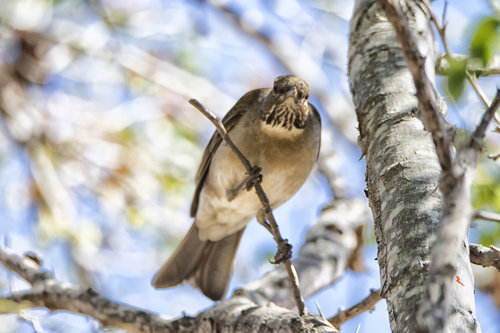 White-throated Thrush (Turdus assimilis), photo 4