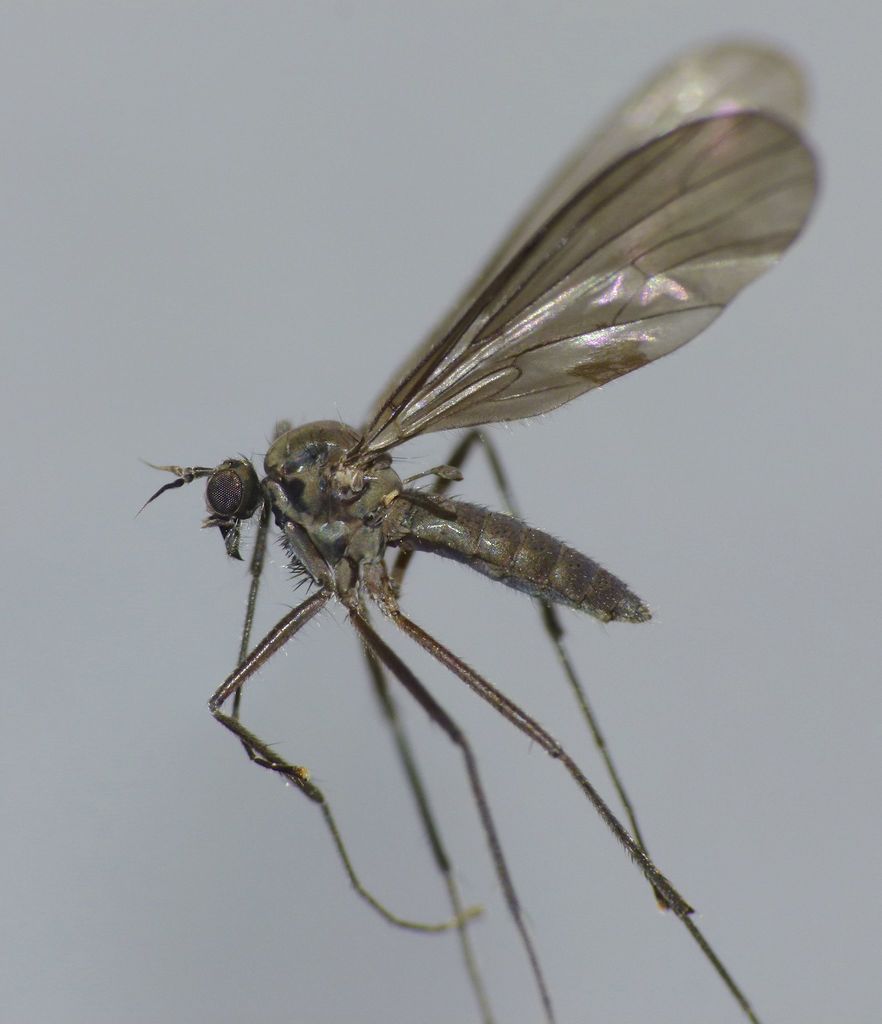 Hydropeza
