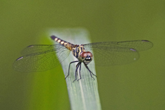 Brachydiplax sobrina
