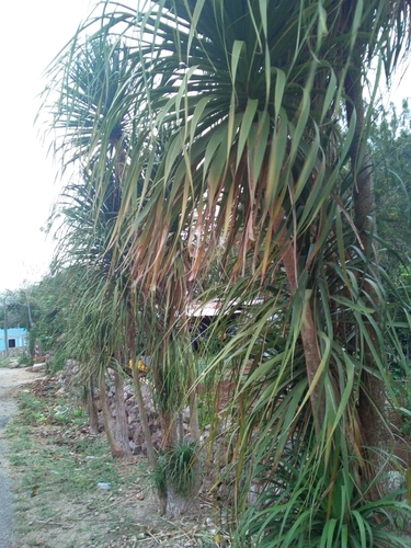 Beaucarnea pliabilis