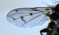 Heteria appendiculata