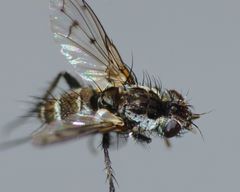 Heteria appendiculata