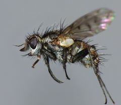 Heteria appendiculata