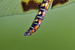 Hydrobasileus croceus