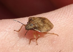 Homaemus
