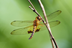 Hydrobasileus croceus