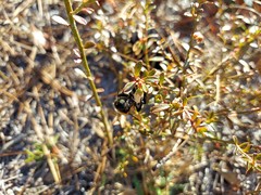 Xylocopa virginica image
