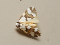 Thallarcha staurocola