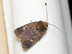 Proteuxoa hydraecioides