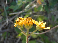 Verbesina erosa