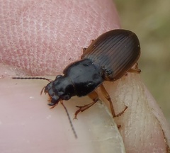 Anisodactylus sanctaecrucis