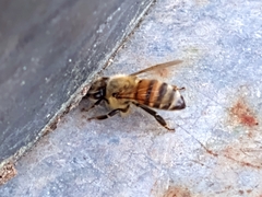 Apis mellifera image