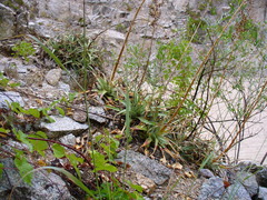Mountain Hechtia (Hechtia montana)