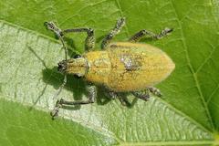 Hypomeces pulviger