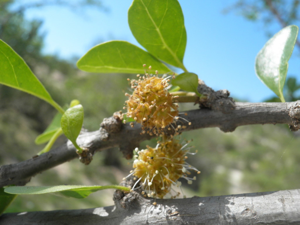 Pisonia flavescens
