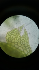Fuscocephaloziopsis lunulifolia