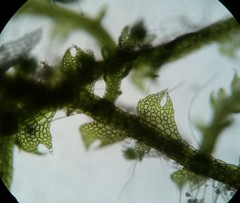 Fuscocephaloziopsis lunulifolia