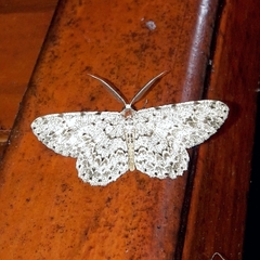 Glena unipennaria