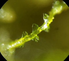 Fuscocephaloziopsis lunulifolia