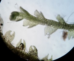 Fuscocephaloziopsis lunulifolia