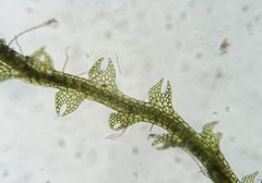 Fuscocephaloziopsis lunulifolia