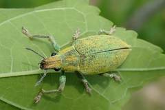 Hypomeces pulviger