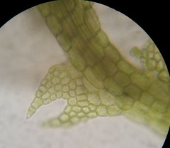 Fuscocephaloziopsis lunulifolia