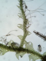 Fuscocephaloziopsis lunulifolia