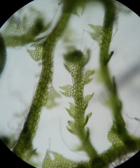 Fuscocephaloziopsis lunulifolia