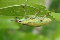 Hypomeces pulviger