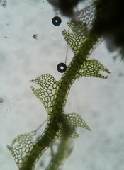 Fuscocephaloziopsis lunulifolia