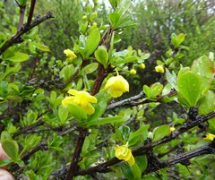 Berberis angulosa