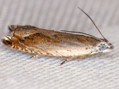 Ancylis diminuatana