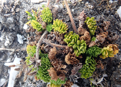 Chaerophyllum colensoi colensoi