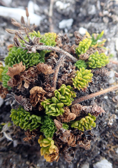 Chaerophyllum colensoi colensoi