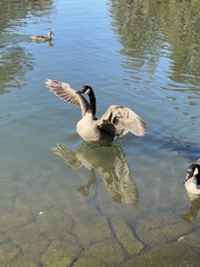 Branta canadensis