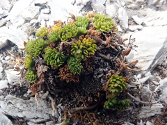 Chaerophyllum colensoi colensoi