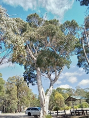 Eucalyptus pauciflora