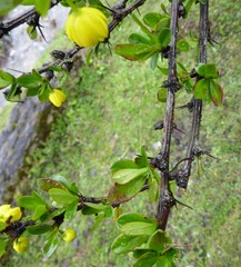 Berberis angulosa