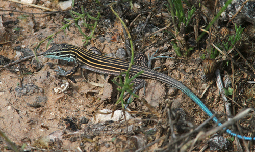 Little Striped Whiptail