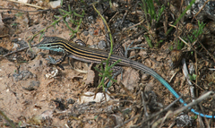 Little Striped Whiptail photo 4