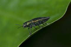 Chrysodema lewisii
