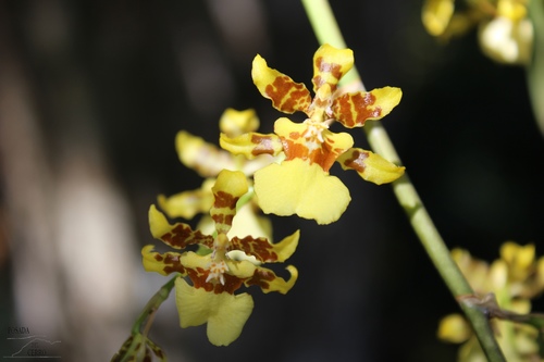 Oncidium sphacelatum