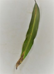 Peristoreus cruciger